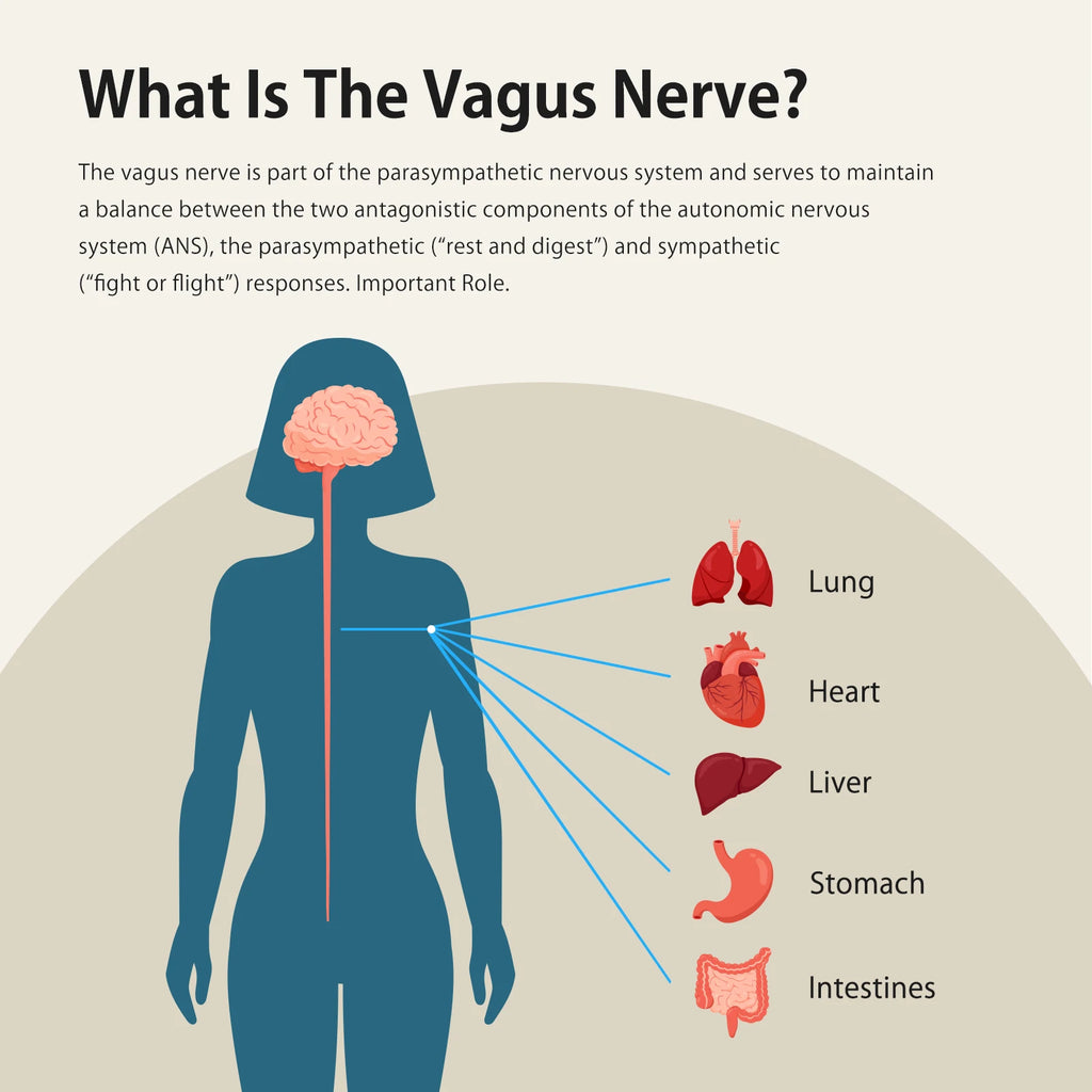 Nerve Stimulation for Deep Sleep, Anxiety Relief HRV Optimization – Drug-Free Calm Stress Resilience