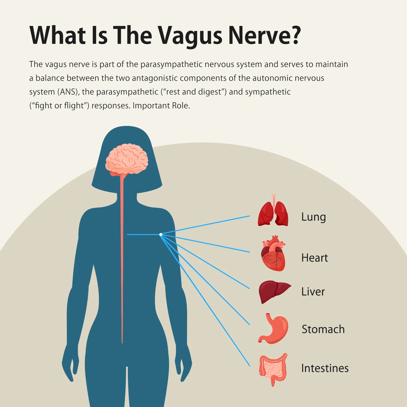 Nerve Stimulation for Deep Sleep, Anxiety Relief HRV Optimization – Drug-Free Calm Stress Resilience